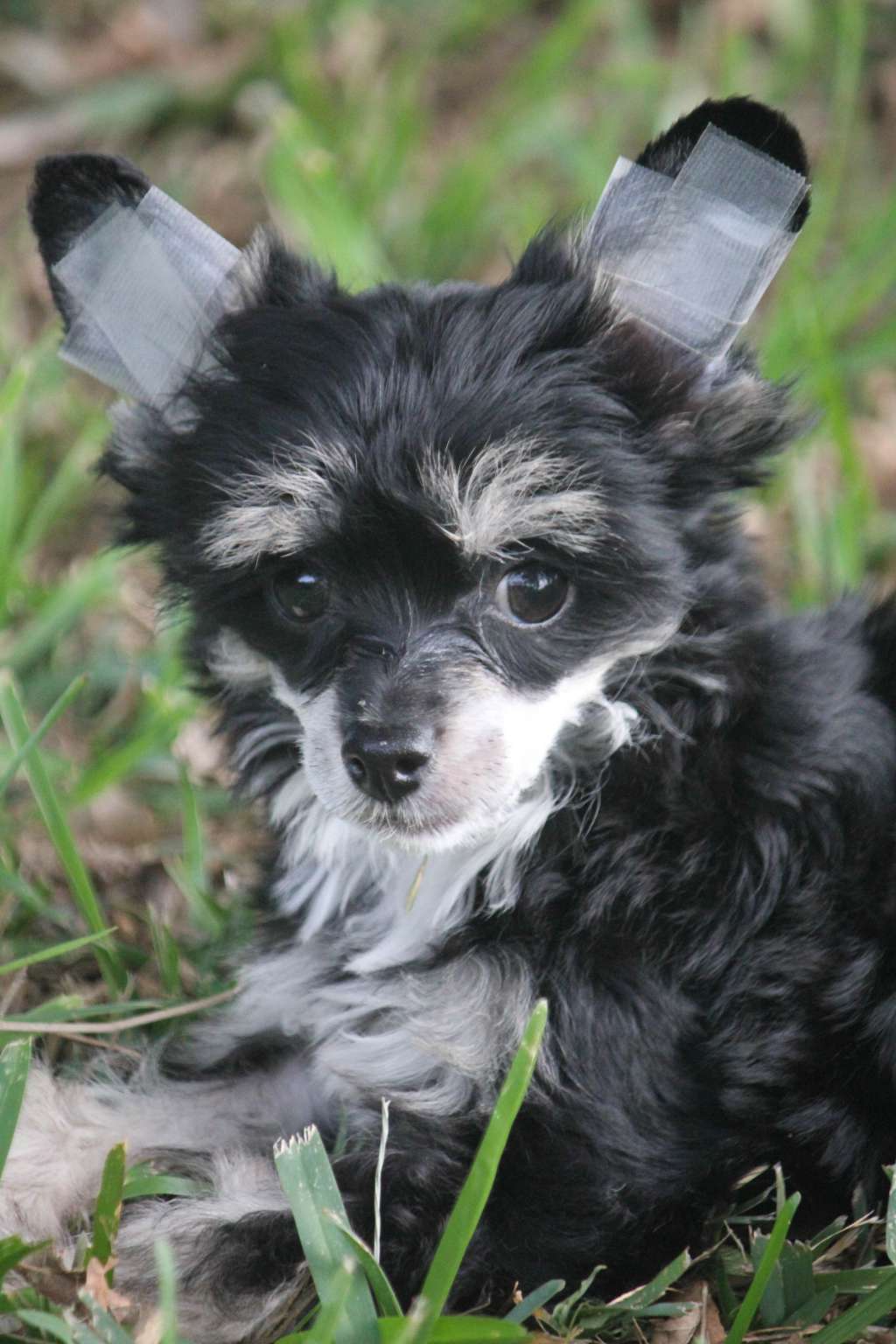 Taracrest Veruca Salt