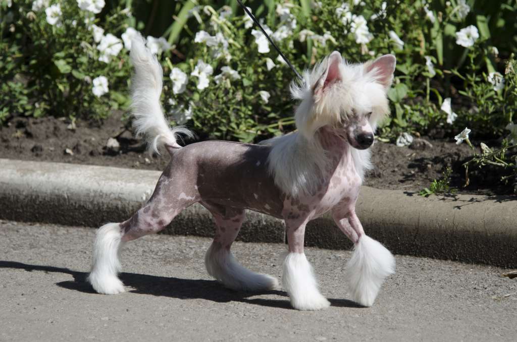 Anna Sky Kennel Fiat Lux