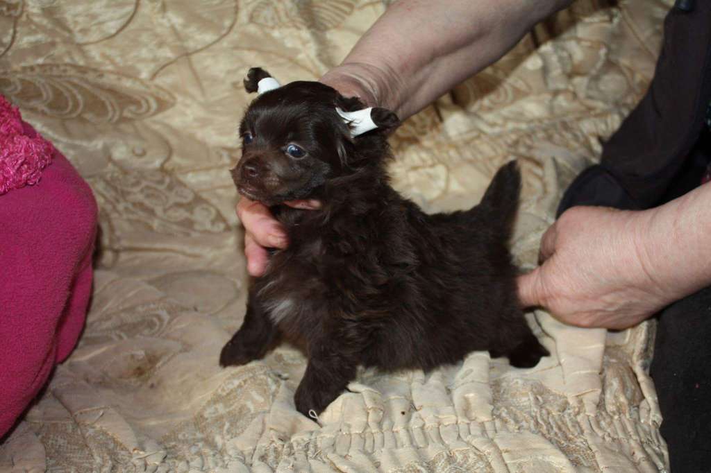 Vellar Pljus Gortenzia