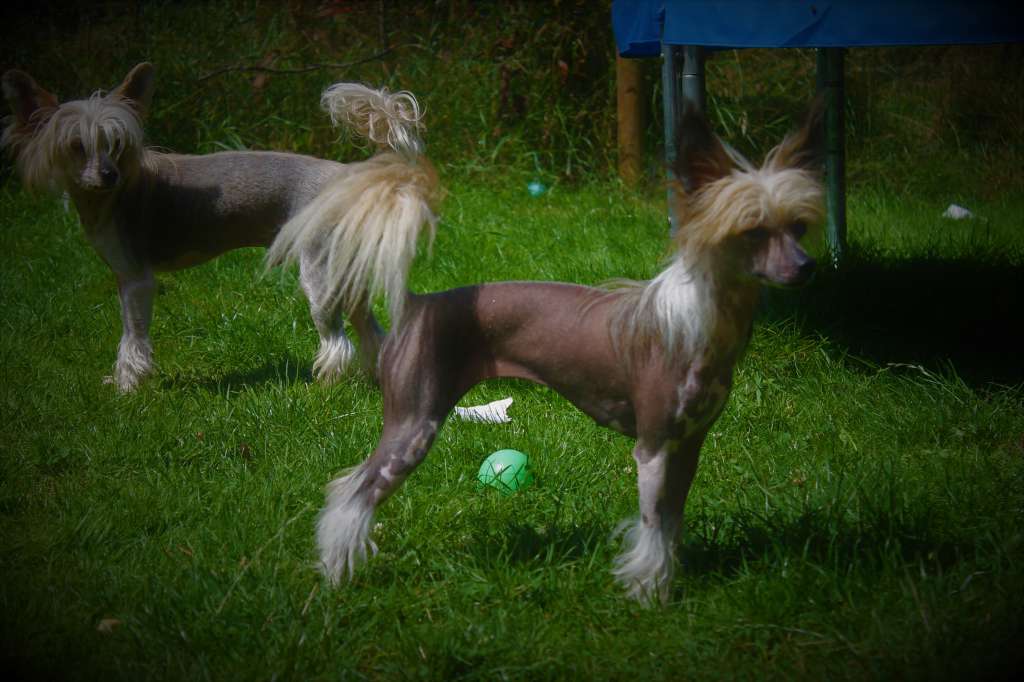 One To Be Little Charmings.