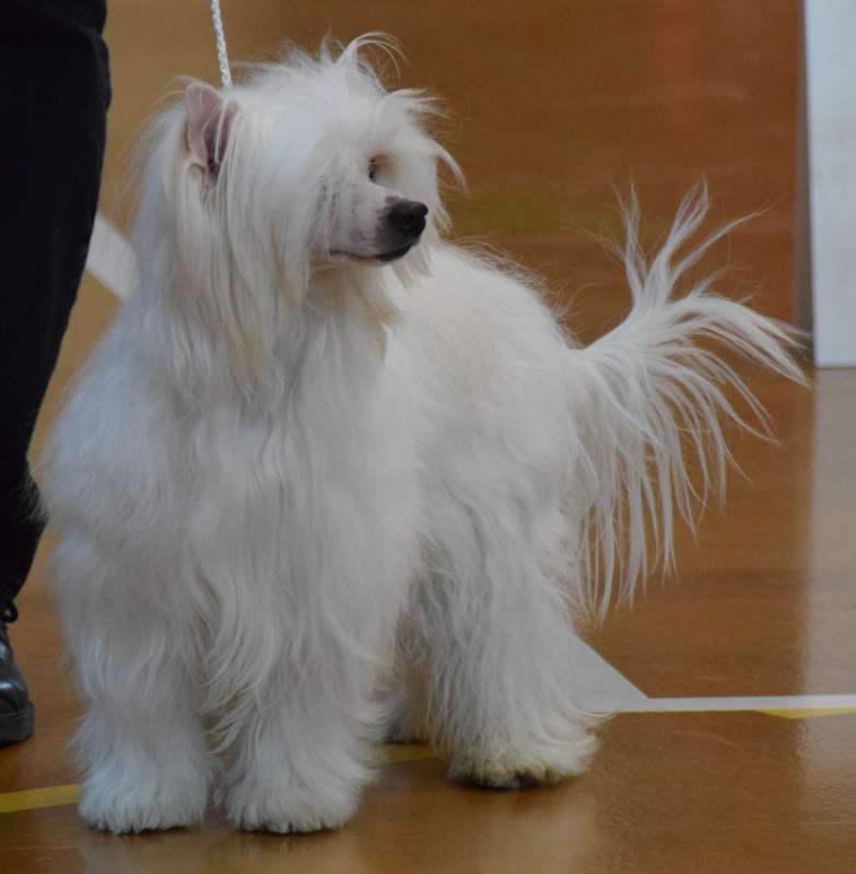 mayearling du pavé de varennes