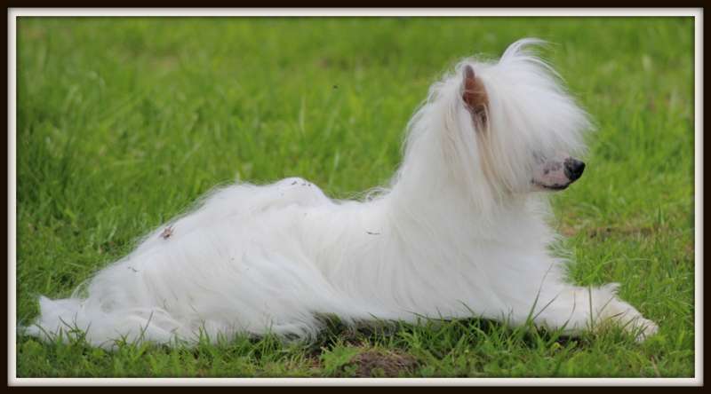 mayflower du pavé de varennes