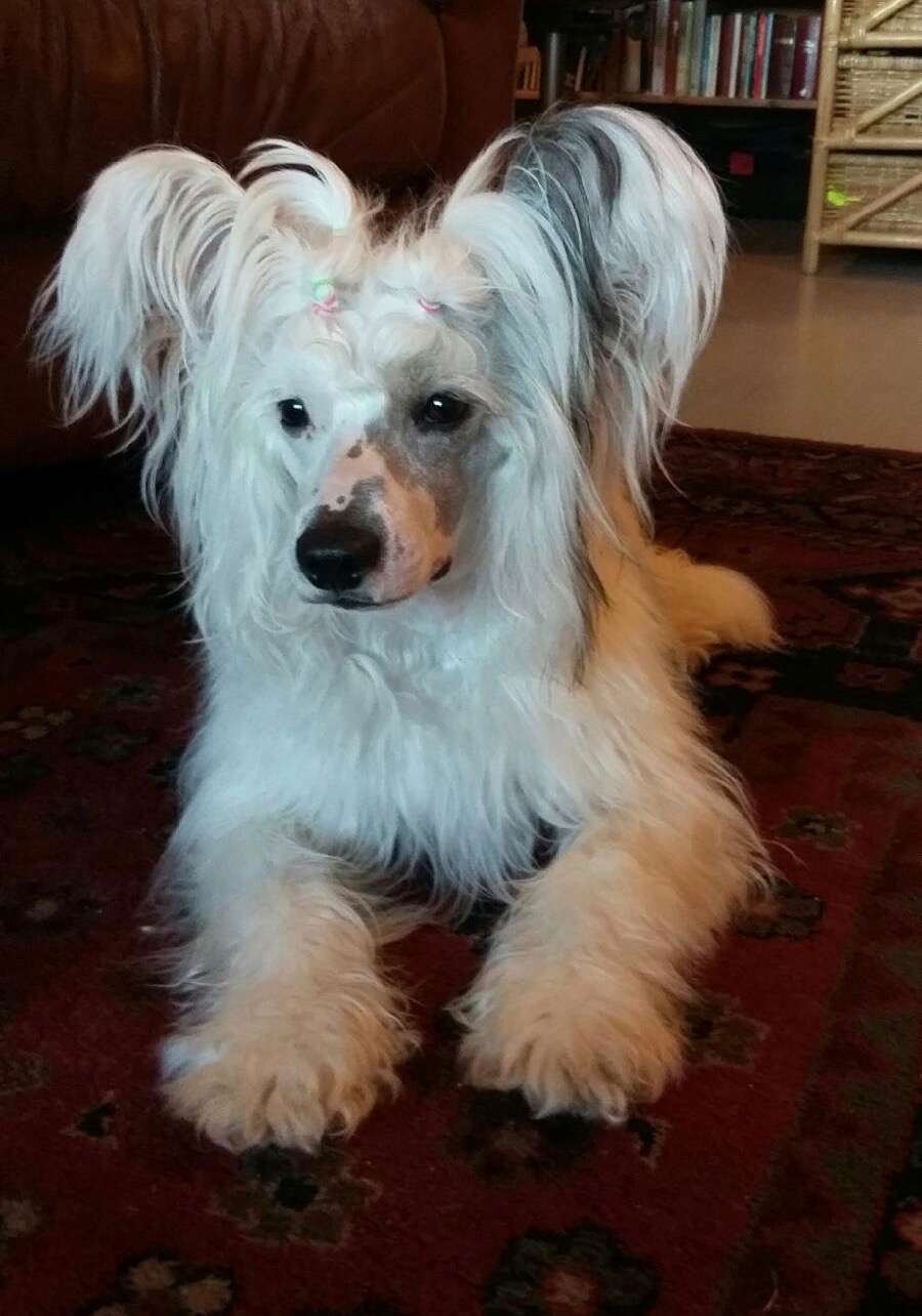 Maybell's Xanthomelas Butterfly