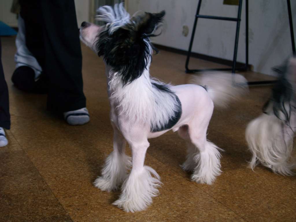 Black-Diva's Hey U I'm Dream Too