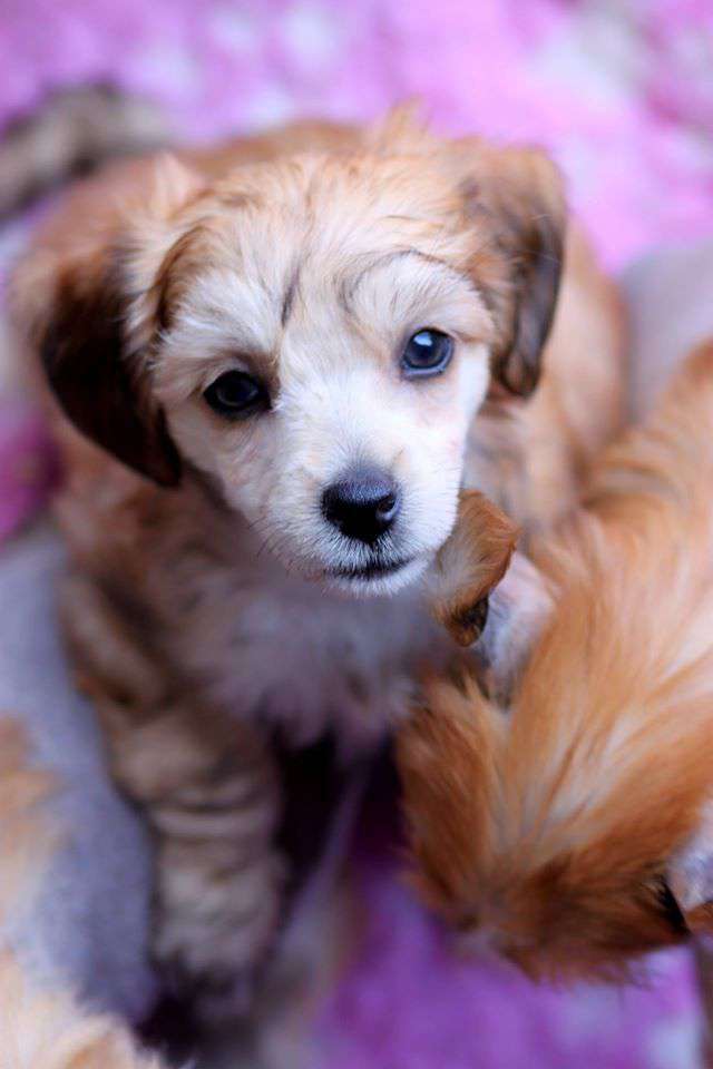 Diametralnie Inna Pretensja