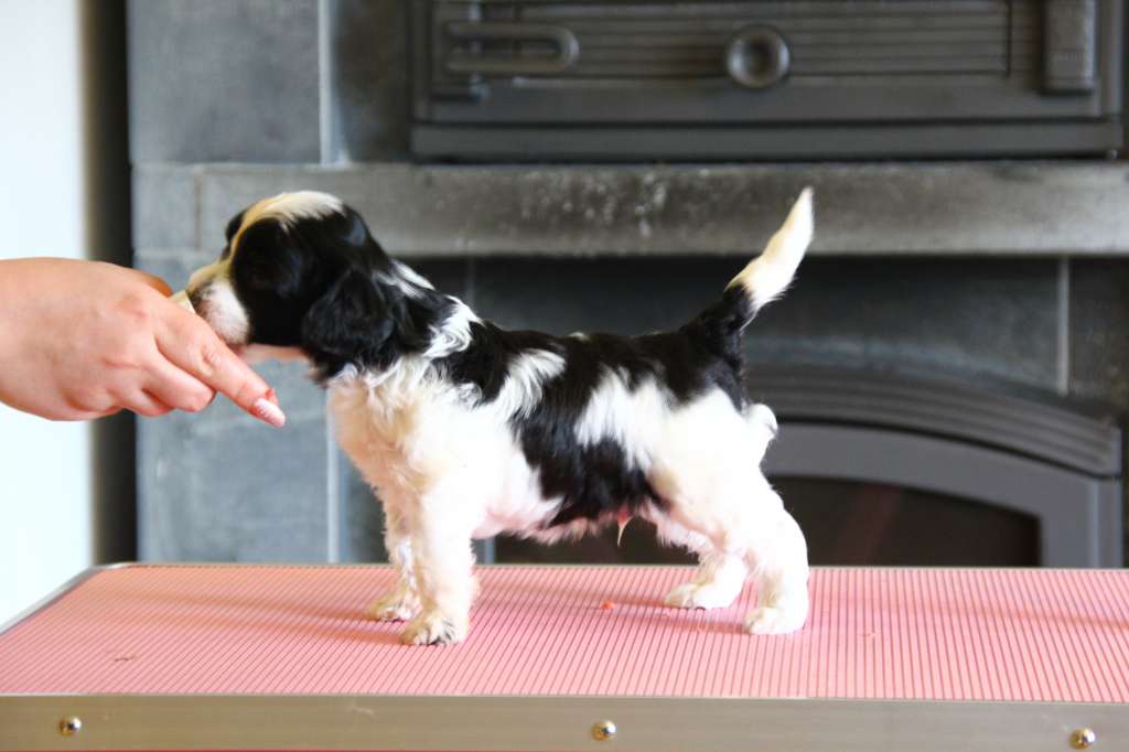 Selfcresteem's Camouflage Knight