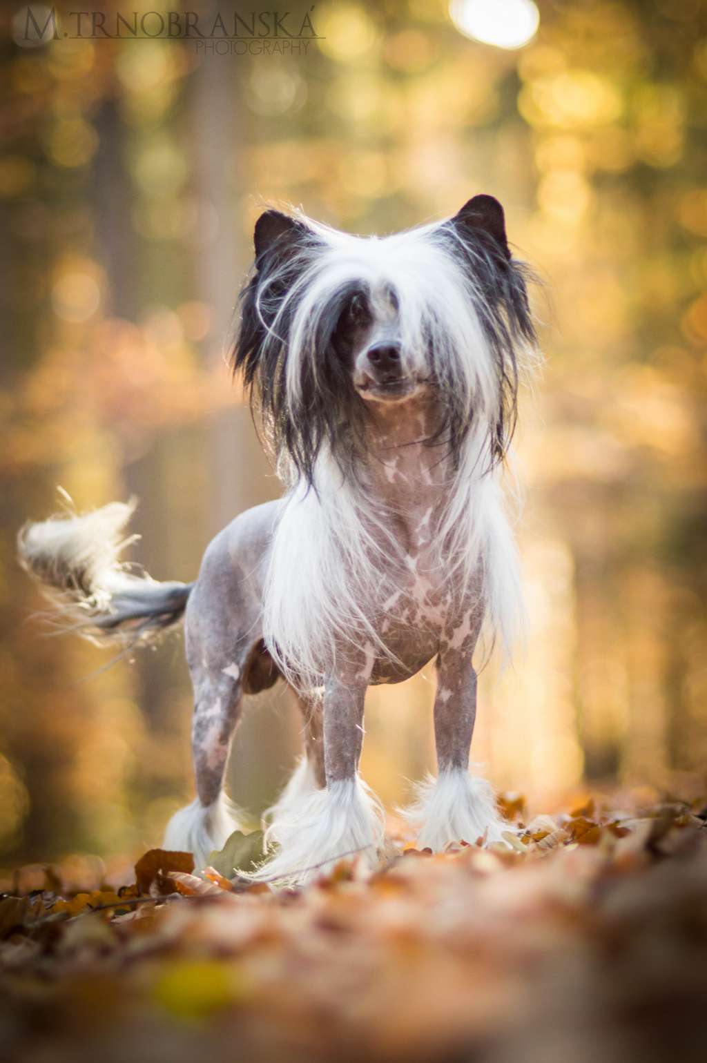 Selfcresteem's Custom-Made Camouflage