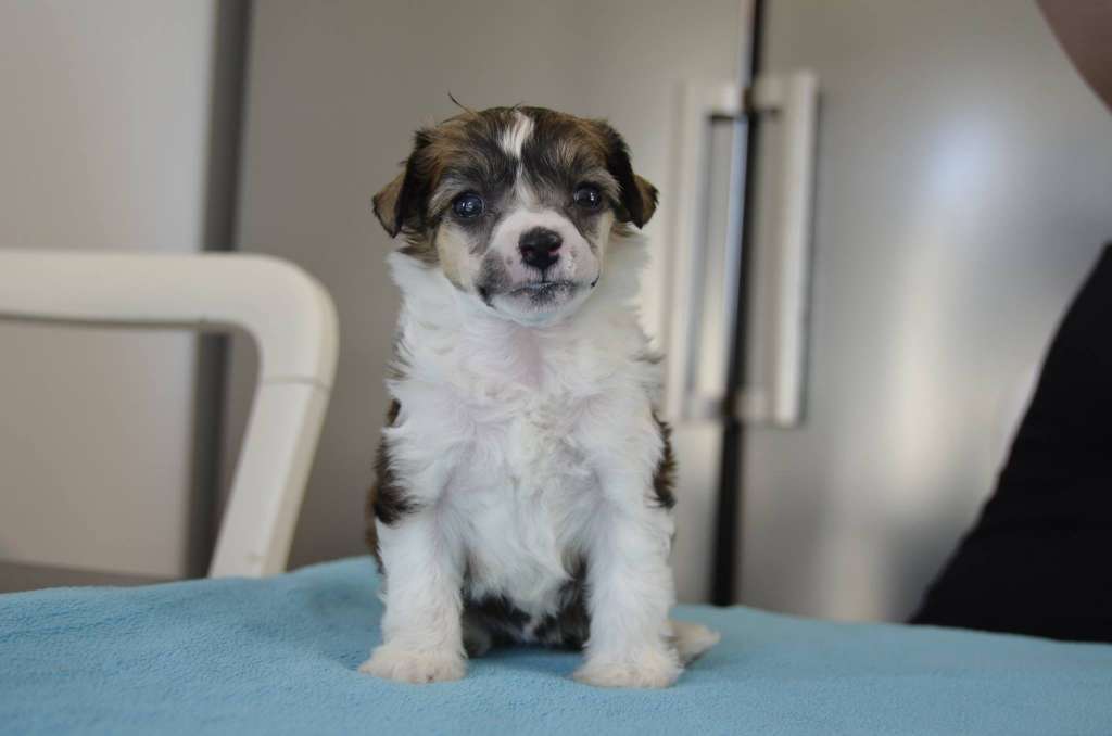 Estillinis Queen Ravenna