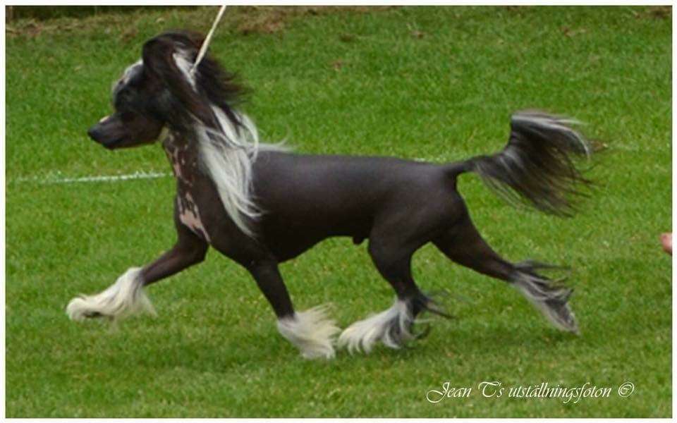 Estillinis Captain Hook