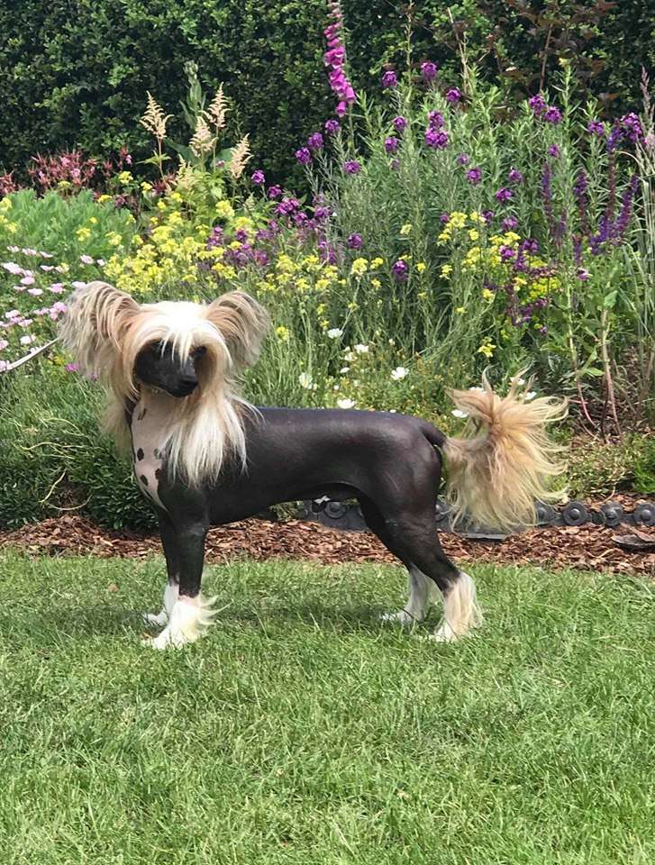 CH Estillinis The Huntsman At Casacavallo JW ShCM