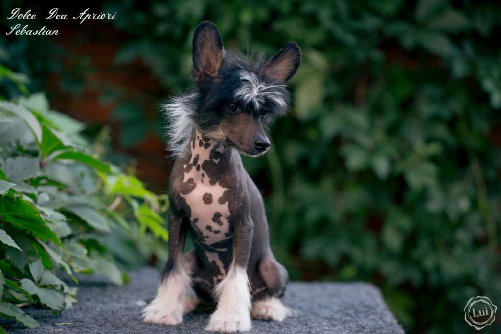 Dolce Dea Apriori Sebastian