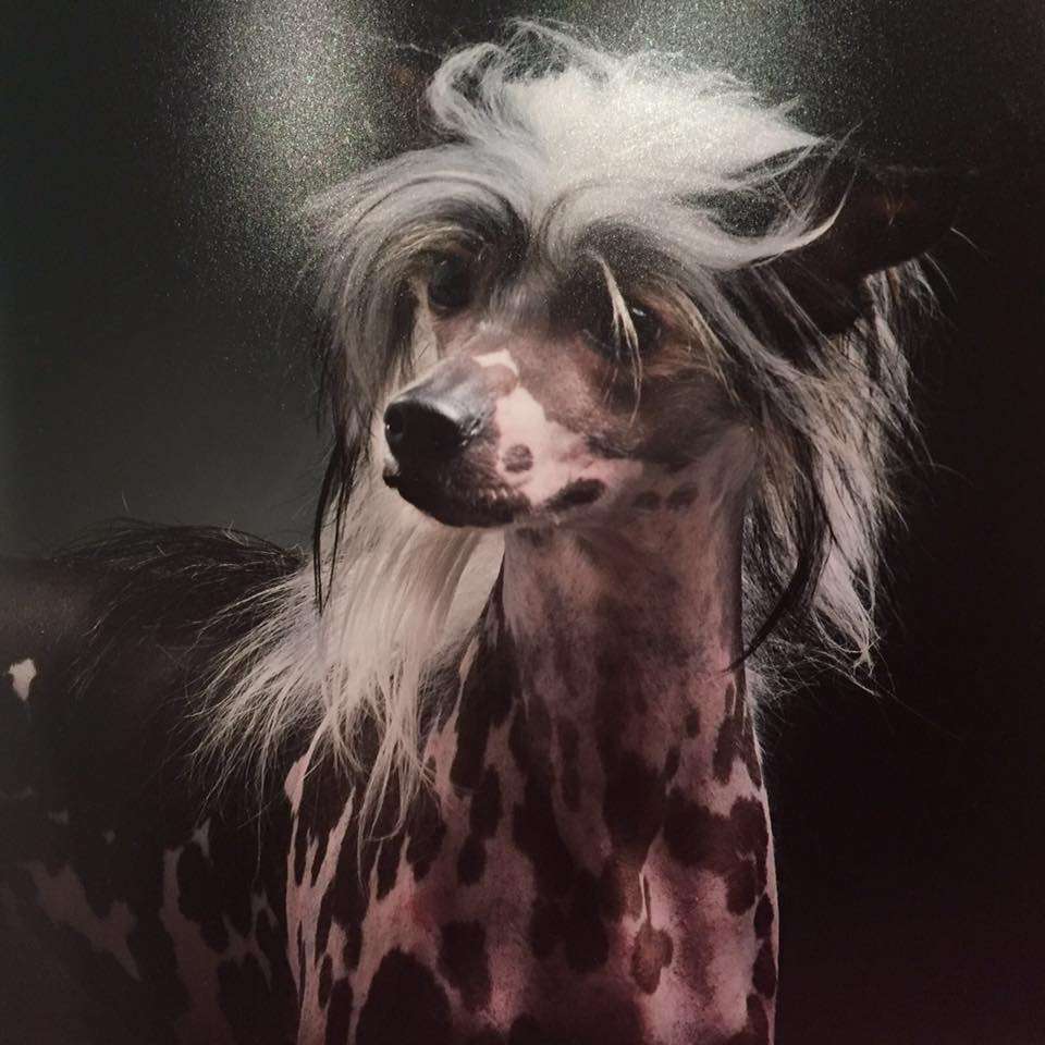 Valkrest Miami Beach