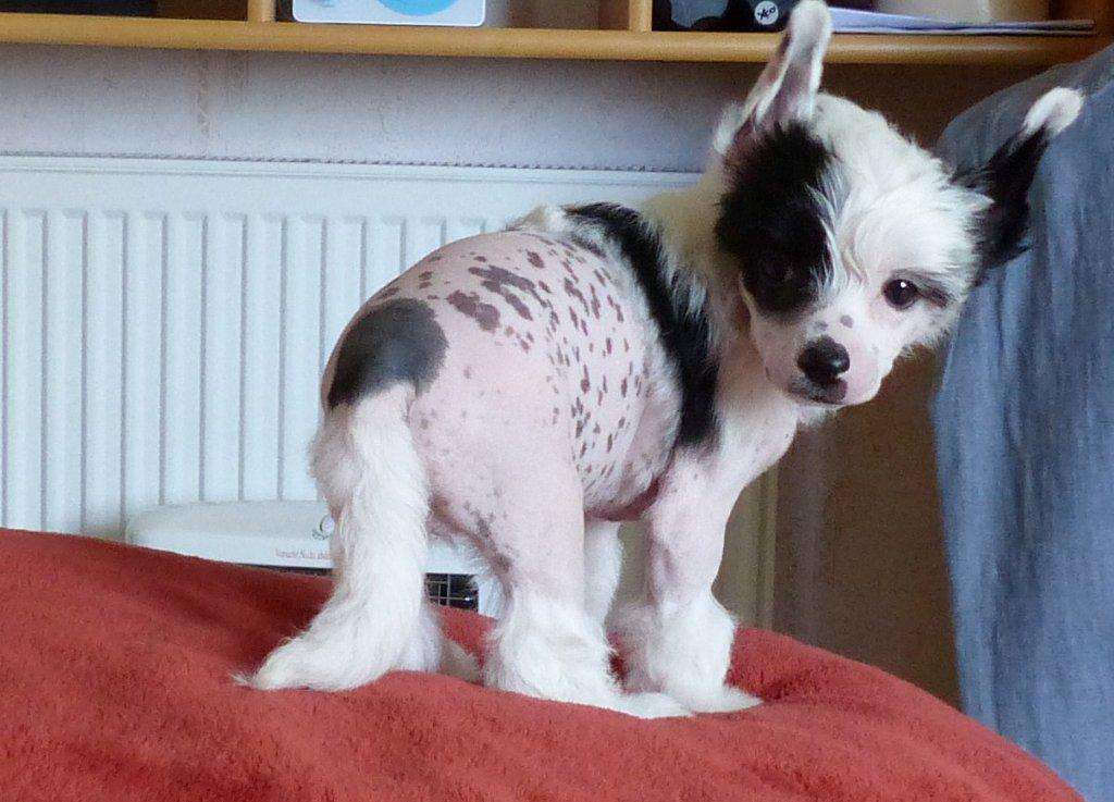 Dayami vom Apfelland