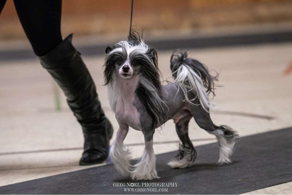 Gardine Everything But Wings