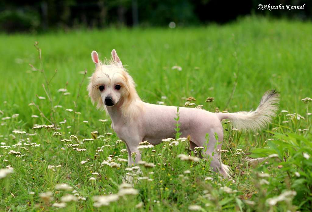 Dzala Luna Fantaluna