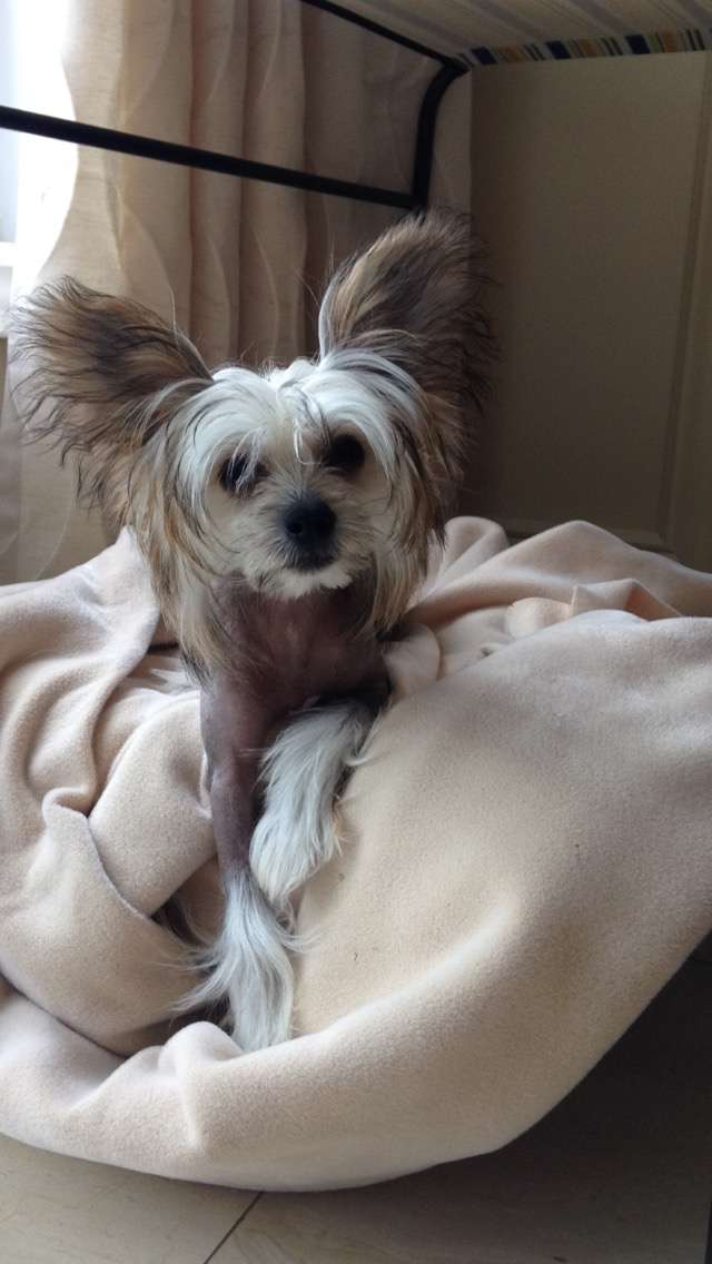 Flying Lions in the Gardine