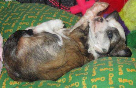 Scherzando Easily Fooled