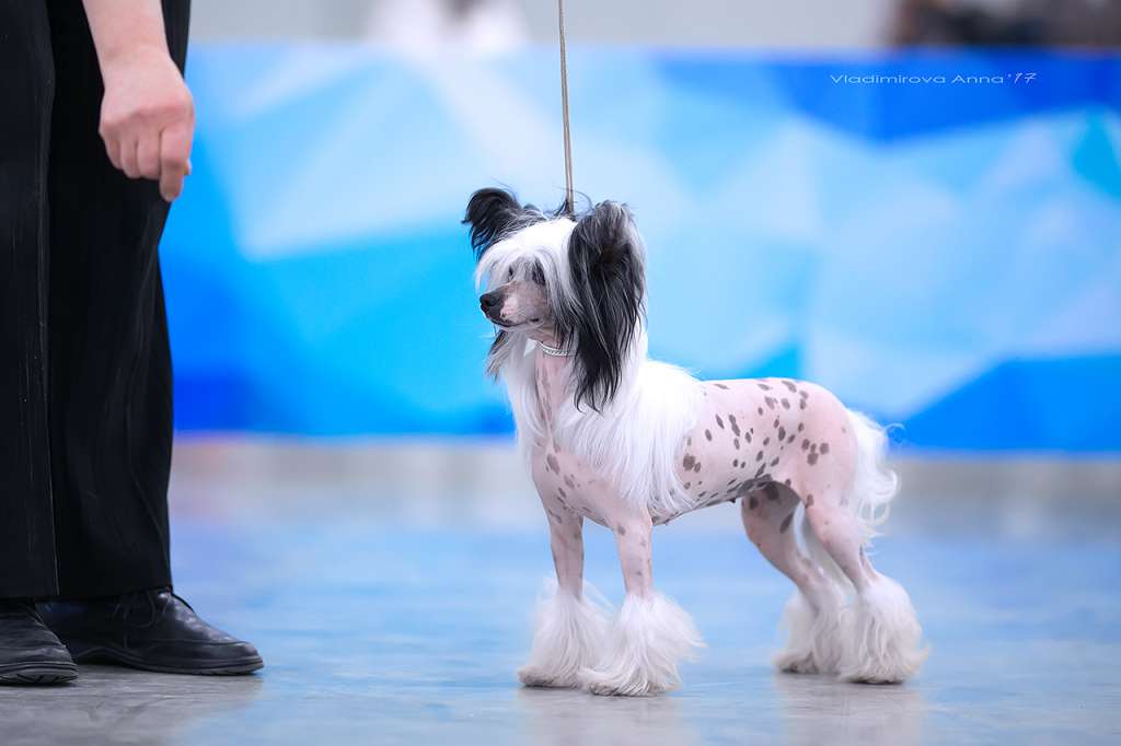 Angel O' Check Canada