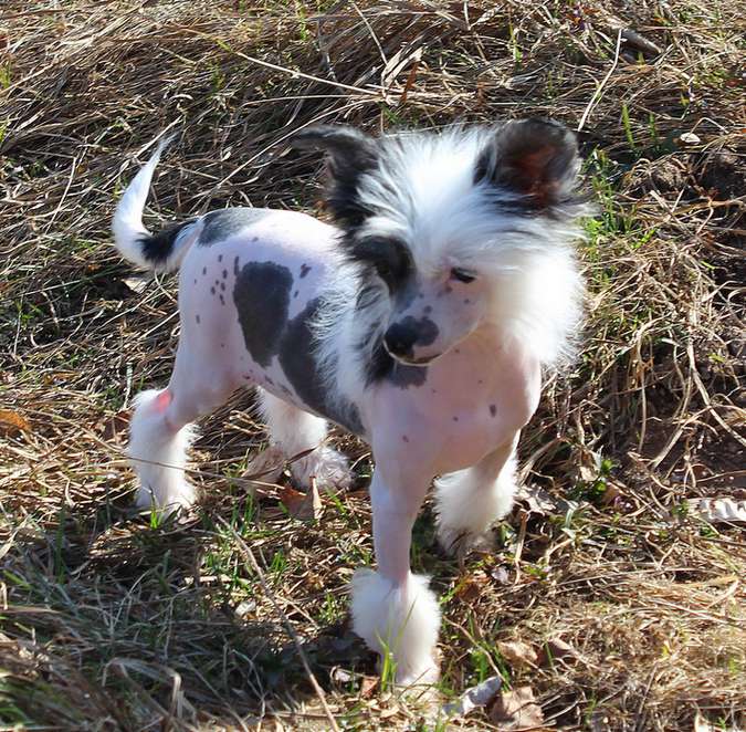 Angel O' Check Citty