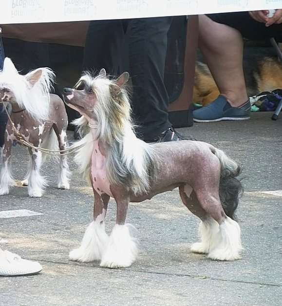 Angel O' Check Zolotaya Dergava