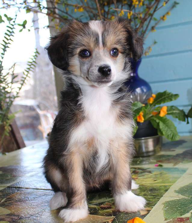 Angel O' Check lutik