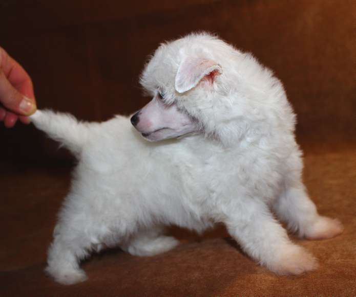 Angel O' Check C.....