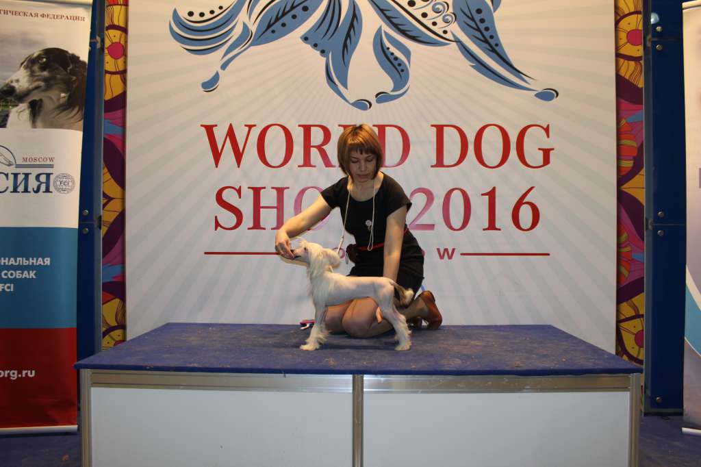 Shelcovij Shlejf Imagination