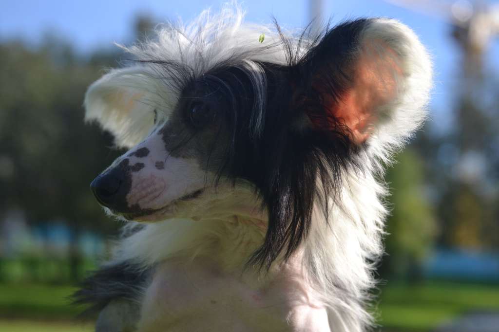 Ketrin Kristol Diana