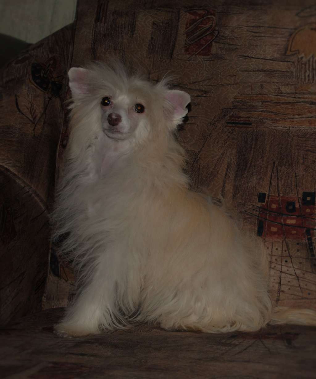 Dolce Vita  Dom Risorto