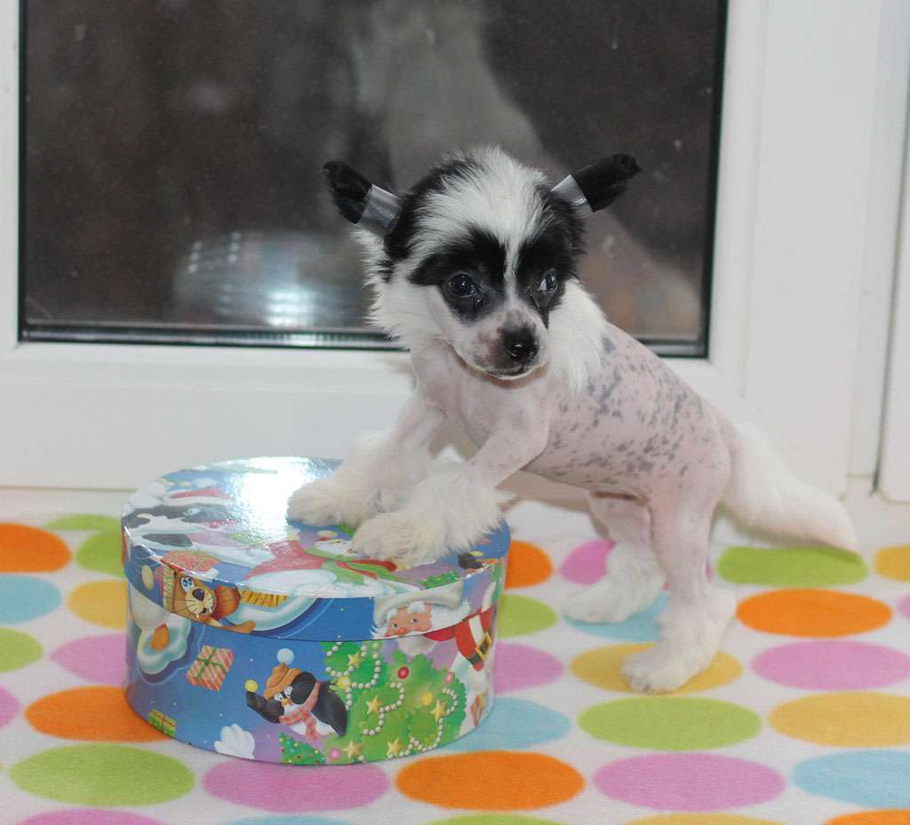 Vernisazh Mari Jarptica