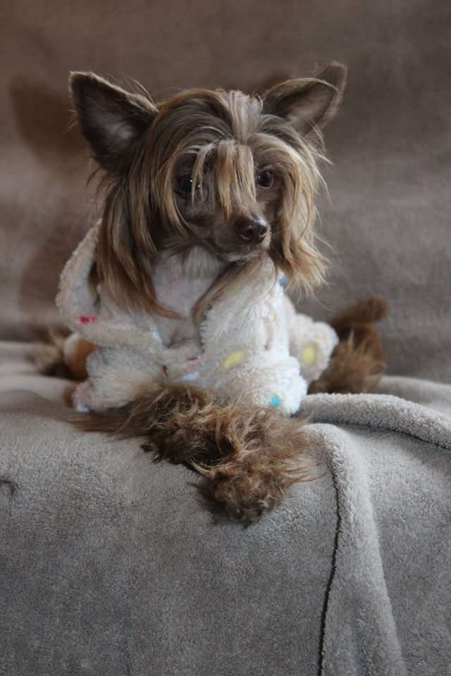 Anda Frelsis  Fantasy