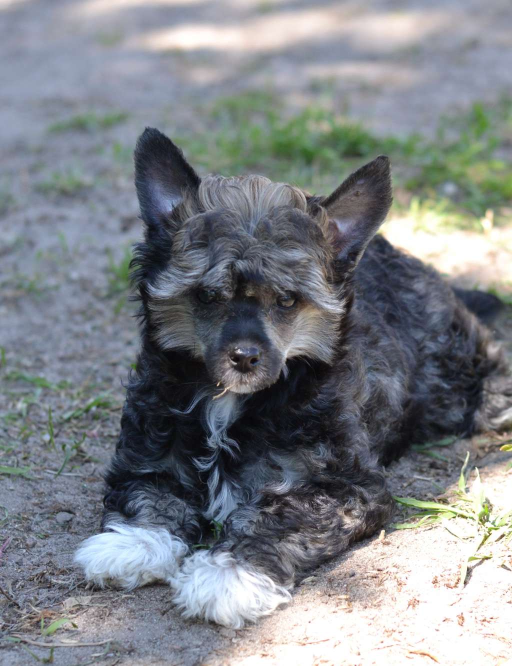 Utrennaya Zvezda iz Sozvezdiya Khana