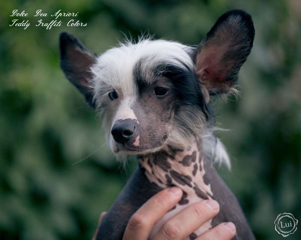 Dolce Dea Apriori Teddy Graffiti Colors