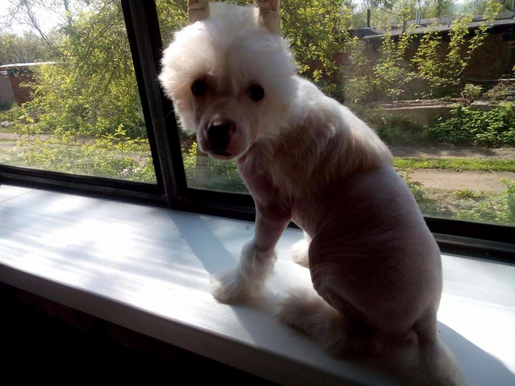 Zvezdny Medved Edward