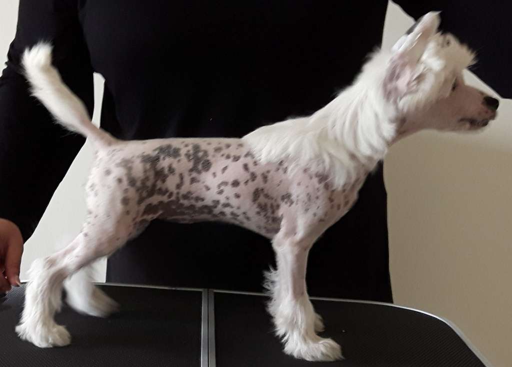 Dogventures Are You Talking To Me