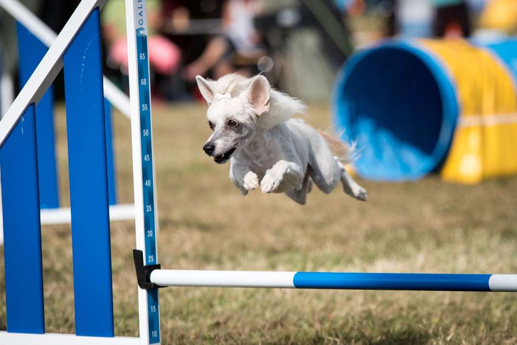 Sirocco Tequila Lime Loco Time