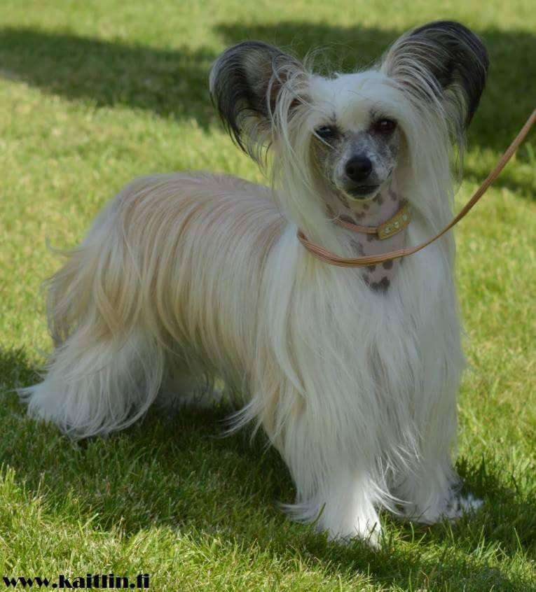 Berlottan Adelaide Hall To Jamming's