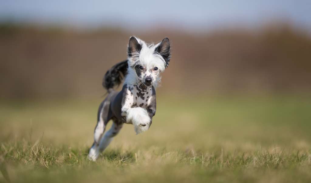 Touch Beauty Race Gaming Bets