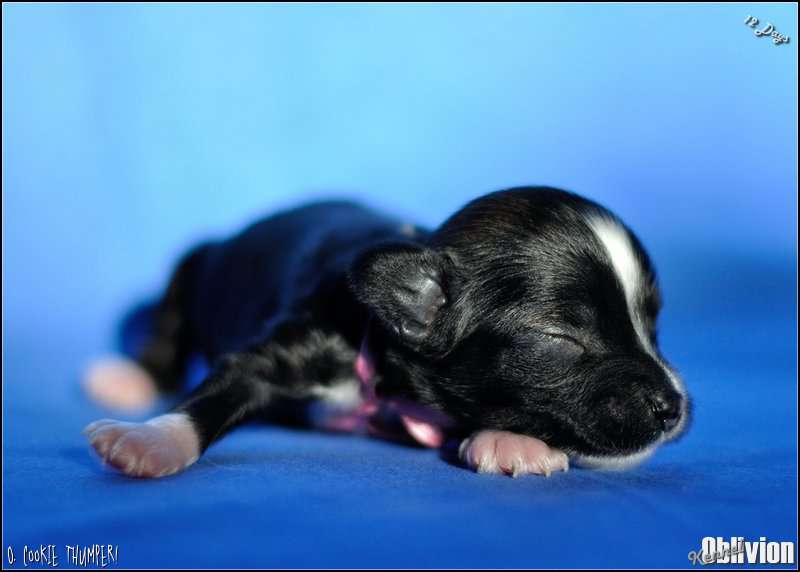 Oblivion Cookie Thumper!