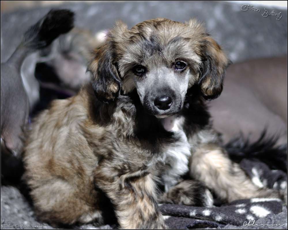 Oblivion Crimson Butterfly