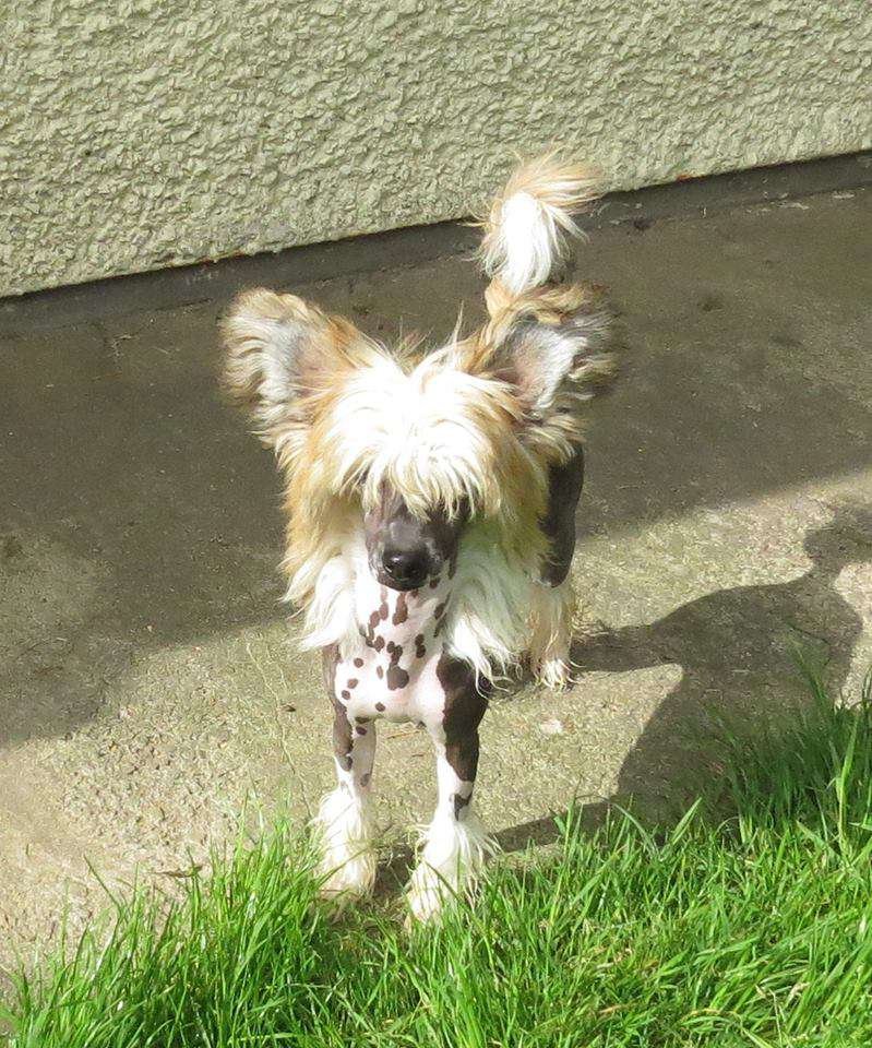 Myrtans I Like It Bold