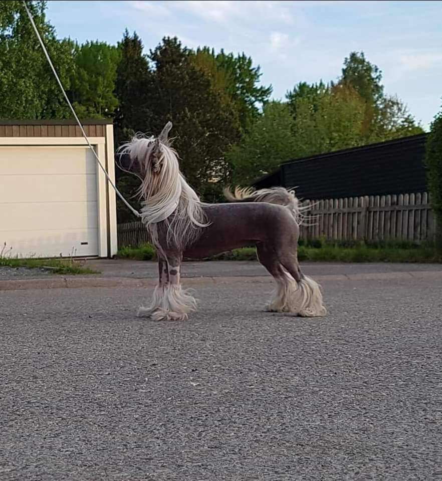 Myrtans Little Miss Perfect