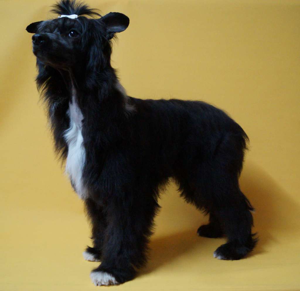 Gentleman of the Heart of Candymoor Castle