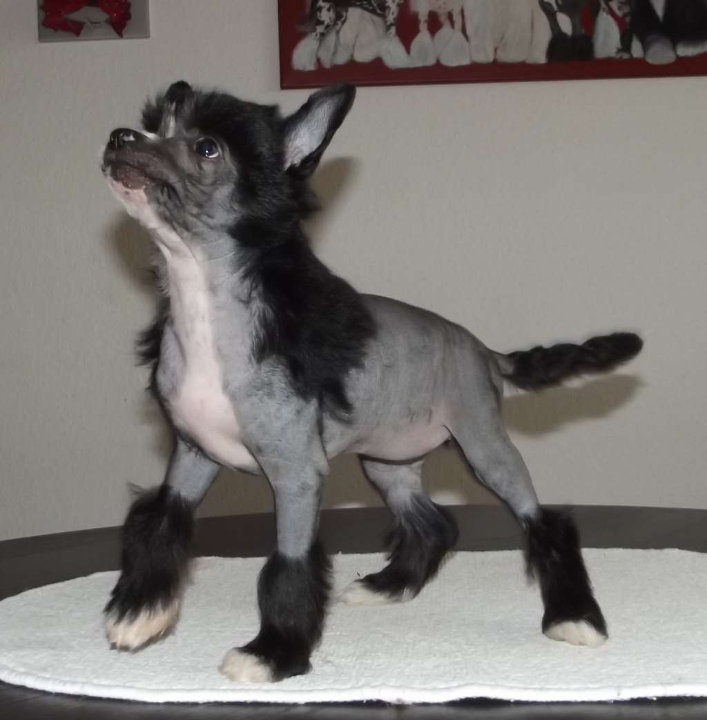 Fairy Princess of Candymoor Castle