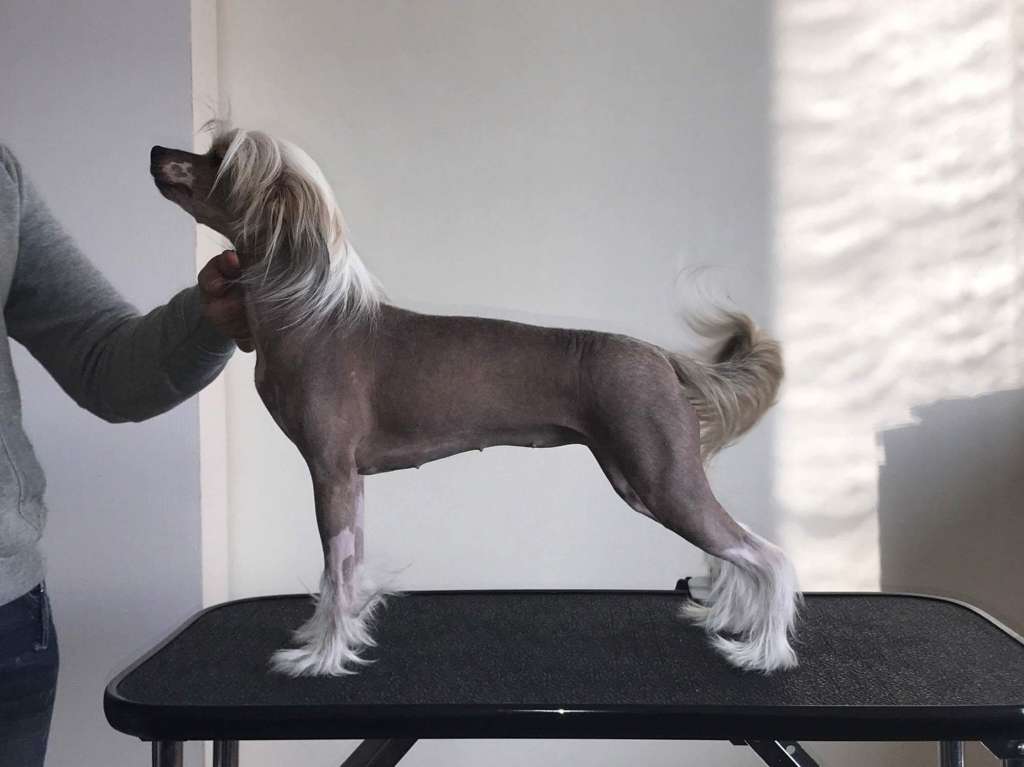 Chattanooga's Tyttö Sinä Olet Tähti