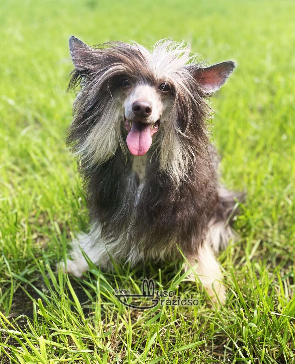 Muso Grazioso Sonia Vivid Choco Beauty