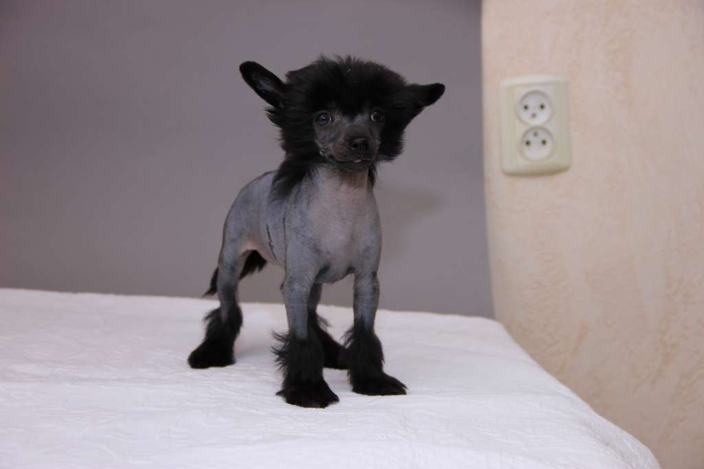 Dark Star Salvador Dali