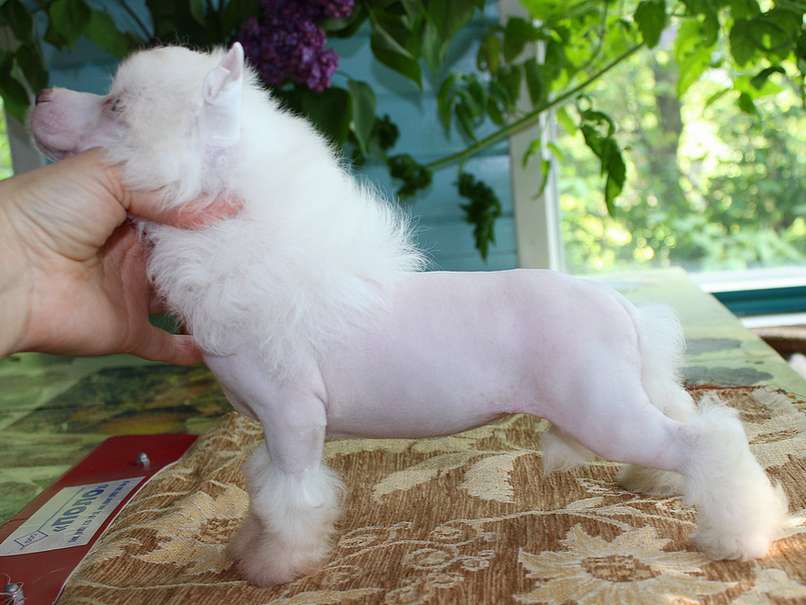 Angel O' Check Margarita