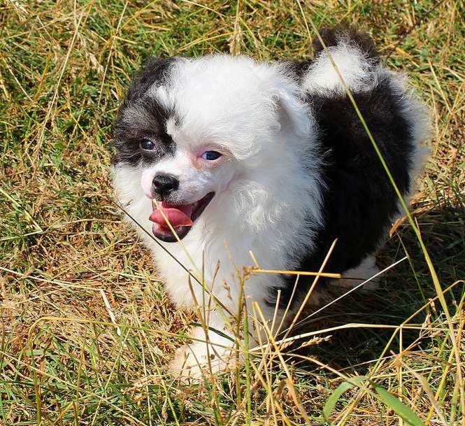 Angel O' Check Nochnoi Elfik