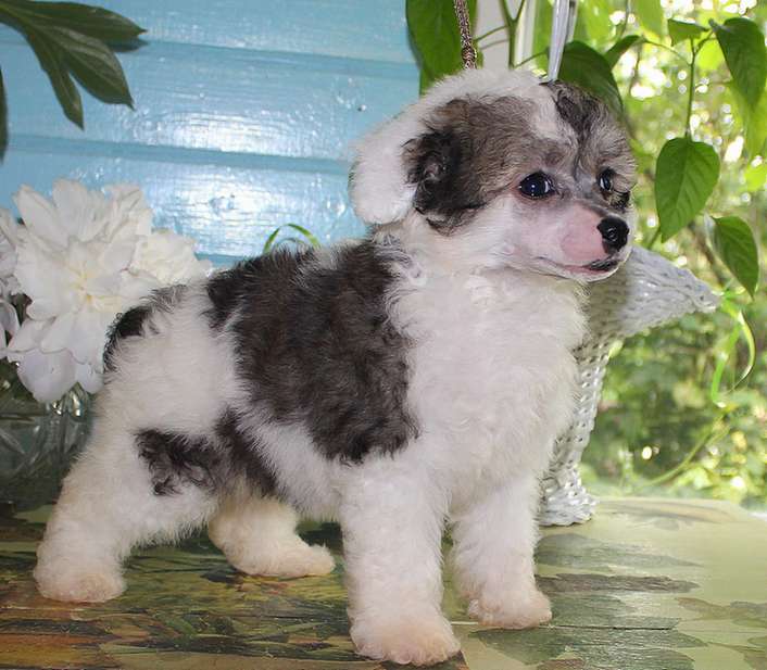 Angel O' Check Nadenka